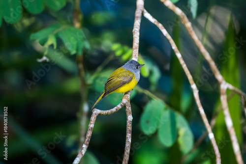 Grey-headed Canary-flycatcher The head has a short, erect crest. The head and chest are grey, contrasting with the upper body and yellowish-green tail. The rump and lower body are yellow. 
