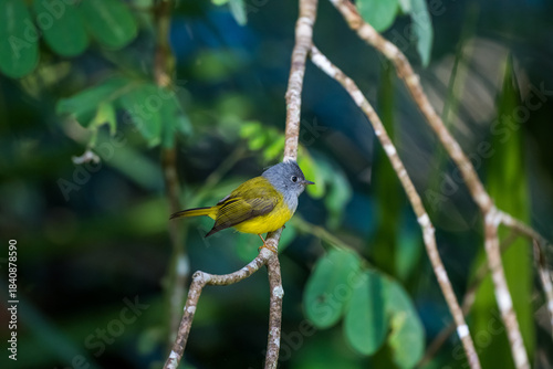 Grey-headed Canary-flycatcher The head has a short, erect crest. The head and chest are grey, contrasting with the upper body and yellowish-green tail. The rump and lower body are yellow. 