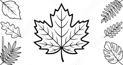 Outline drawing of a large maple leaf surrounded by various simple black and white leaf shapes for coloring books.