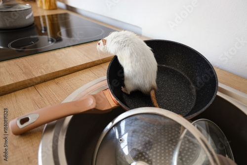 White rat on frying pan in ...