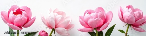 Full bloom peonies, soft petals, white backdrop, floral design, background, image