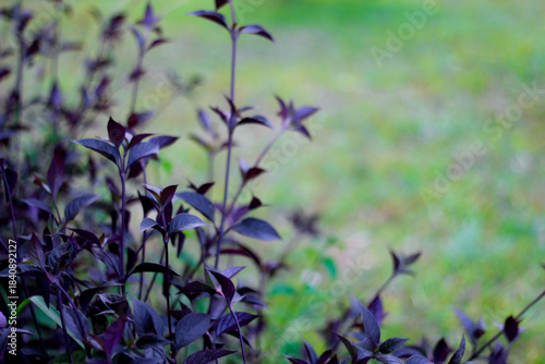 purple flowers in the garden