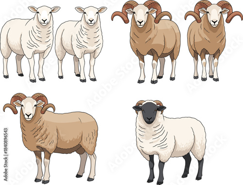 Detailed sheep and ram illustration set featuring different breeds with curved horns and wool textures, realistic farm livestock vector collection