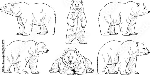 Hand drawn bear illustration set showing standing sitting and walking poses in detailed black and white vintage style vector artwork