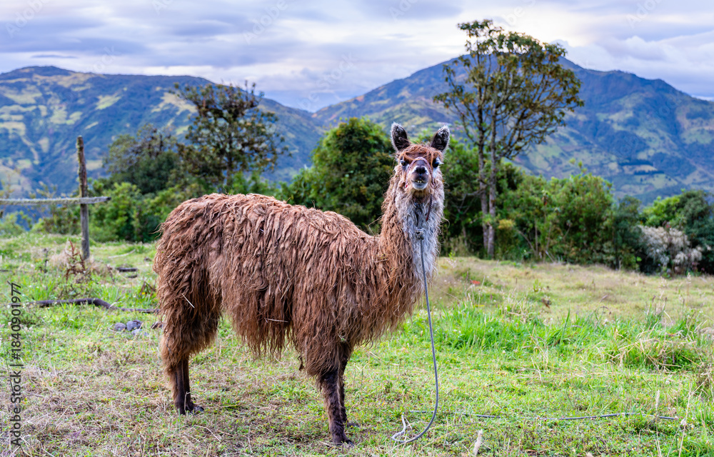 Fototapeta premium Brown llama stands on grassy hill near Banos de Agua Santa, Ecuador. Andean camelid poses with green mountains and cloudy sky in background