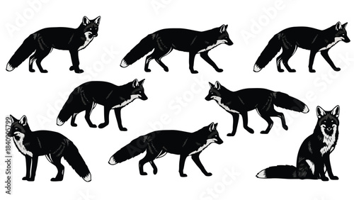 Eight black and white foxes in different poses isolated on white background