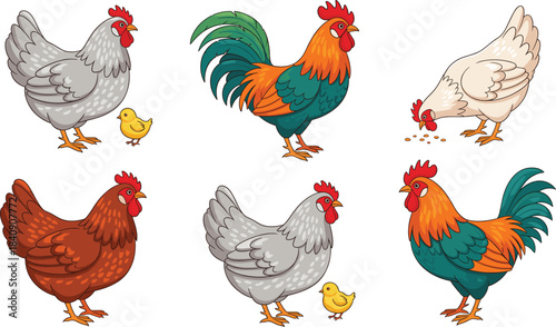 Colorful chicken and rooster illustration set showing hens cocks and chicks in different poses, farm poultry animal vector collection