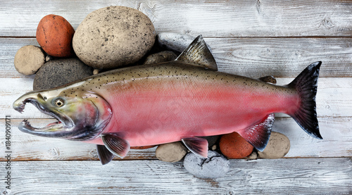 Trophy mature spawn coho salmon with natural river rock stone in background