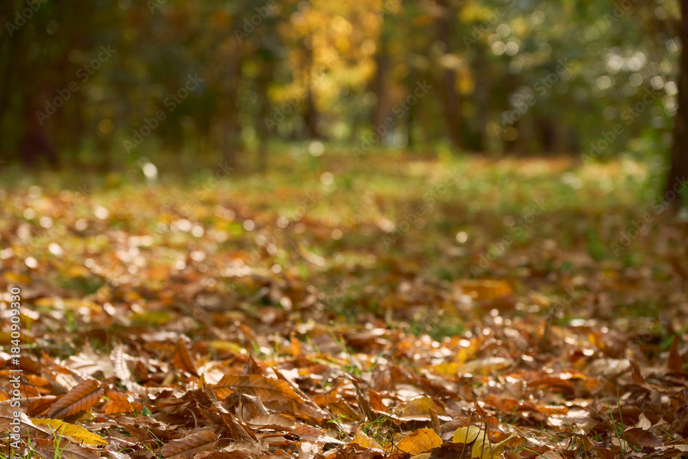 Obraz premium 落ち葉にピントを合わせた晩秋の雑木林の風景