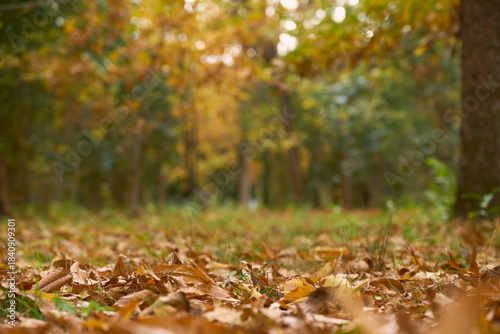 落ち葉にピントを合わせた晩秋の雑木林の風景