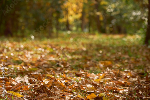 落ち葉にピントを合わせた晩秋の雑木林の風景