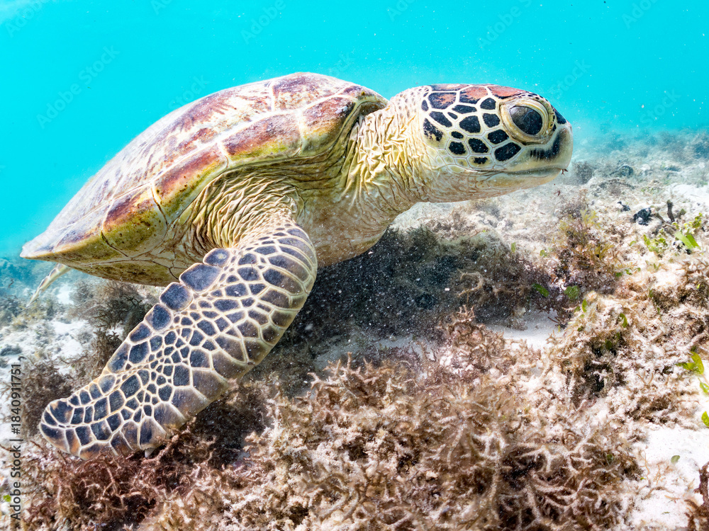 Obraz premium アマモを食べている。 アオウミガメ, Green Turtle, Green Sea Turtle, Chelonia mydas, ウミガメ科, 阿嘉島前浜ビーチ 沖縄県島尻郡慶良間諸島-2025 沖縄本島から40km西方にある諸島。 大小30以上の島々からなる島嶼群は全体が国立公園に指定されている。 珊瑚礁の海、白い砂浜、緑の山地は世界屈指の美しさ。 多くの貴重な動植物が生息している。 