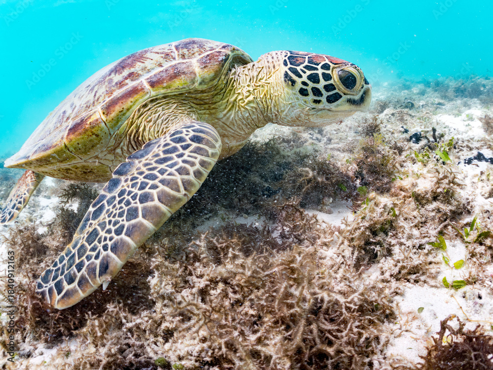 Obraz premium アマモを食べている。 アオウミガメ, Green Turtle, Green Sea Turtle, Chelonia mydas, ウミガメ科, 阿嘉島前浜ビーチ 沖縄県島尻郡慶良間諸島-2025 沖縄本島から40km西方にある諸島。 大小30以上の島々からなる島嶼群は全体が国立公園に指定されている。 珊瑚礁の海、白い砂浜、緑の山地は世界屈指の美しさ。 多くの貴重な動植物が生息している。 