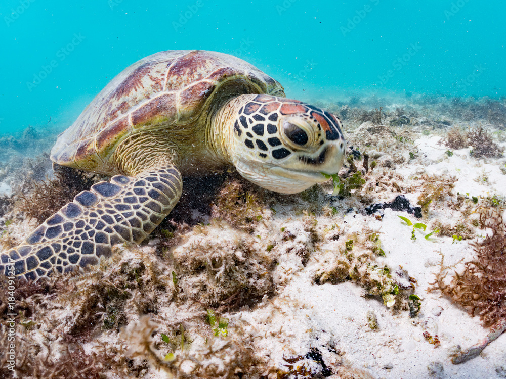 Obraz premium アマモを食べている。 アオウミガメ, Green Turtle, Green Sea Turtle, Chelonia mydas, ウミガメ科, 阿嘉島前浜ビーチ 沖縄県島尻郡慶良間諸島-2025 沖縄本島から40km西方にある諸島。 大小30以上の島々からなる島嶼群は全体が国立公園に指定されている。 珊瑚礁の海、白い砂浜、緑の山地は世界屈指の美しさ。 多くの貴重な動植物が生息している。 