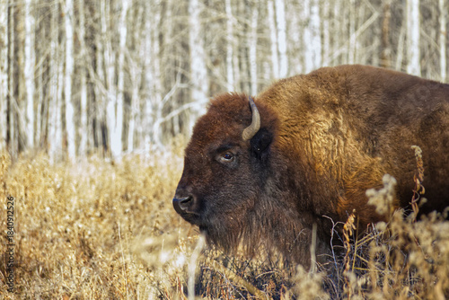 A Plains Bison at Elk Island National Park