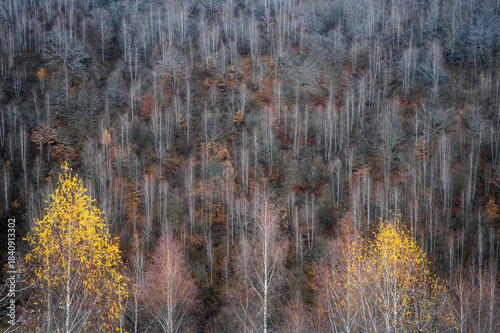 Autumn forest with yellow birch trees and trees stripped of leaves.