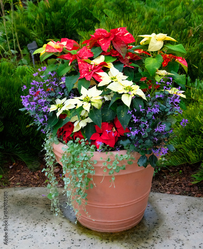 Several varieties of Christmas poinsettias mixed with other flowers