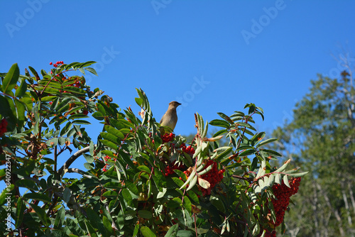 Cedar Waxwing Perched High Among Bright Red Rowan Berries