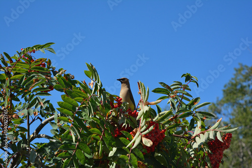 Cedar Waxwing Perched Quietly in a Rowan Berry Tree against Blue Sky