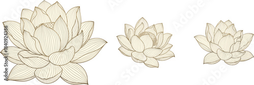 Lotus flower line art, floral sketch design, botanical illustration, elegant petal drawing, nature symbol artwork, flat vector illustration