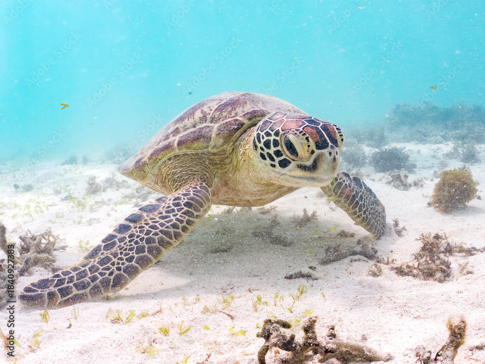 Obraz premium アマモを食べている。 アオウミガメ, Green Turtle, Green Sea Turtle, Chelonia mydas, ウミガメ科, 阿嘉島前浜ビーチ 沖縄県島尻郡慶良間諸島-2025 沖縄本島から40km西方にある諸島。 大小30以上の島々からなる島嶼群は全体が国立公園に指定されている。 珊瑚礁の海、白い砂浜、緑の山地は世界屈指の美しさ。 多くの貴重な動植物が生息している。 