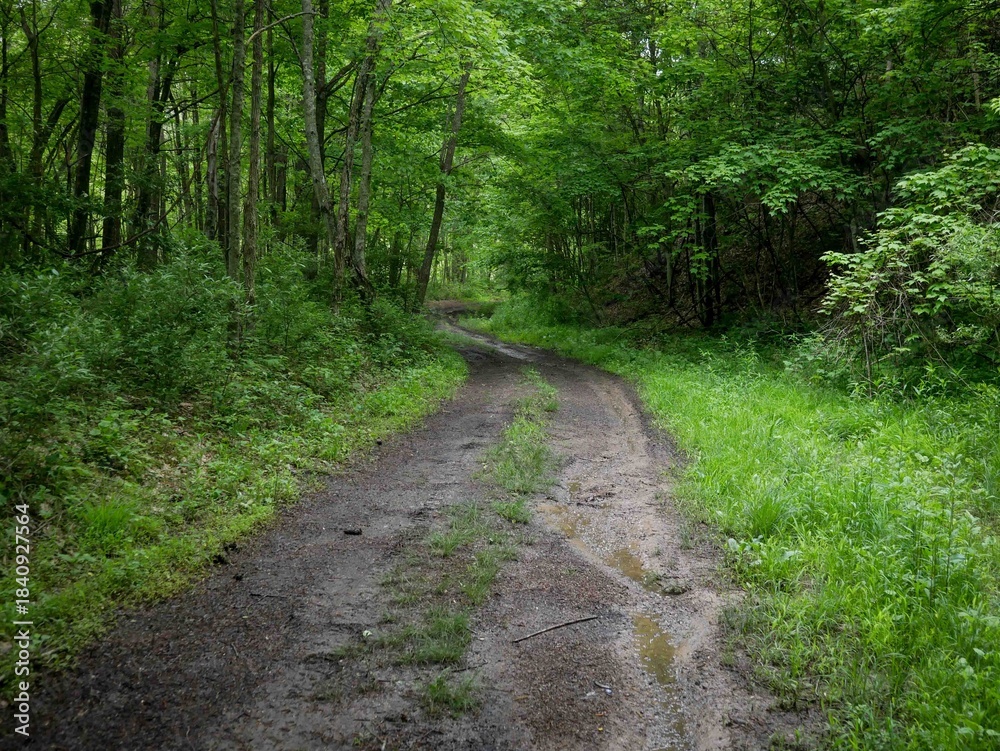 Fototapeta premium Dark muddy 4x4 trail through Appalachian forest in Virginia in spring