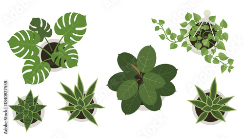 Top view indoor plants set, Monstera and Fiddle Leaf Fig, biophilic interior design CAD vector