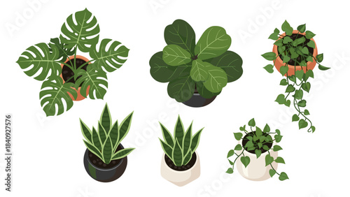 Top view vector illustration set, indoor potted plants, monstera deliciosa, fiddle leaf fig, snake plant, hanging pothos vine, architectural floor plan vegetation, flat vector design, vibrant green.