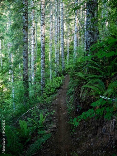 Картината върху платно Dirt bike trail through dense ferns and skinny red alder trees in Tillamook Stat