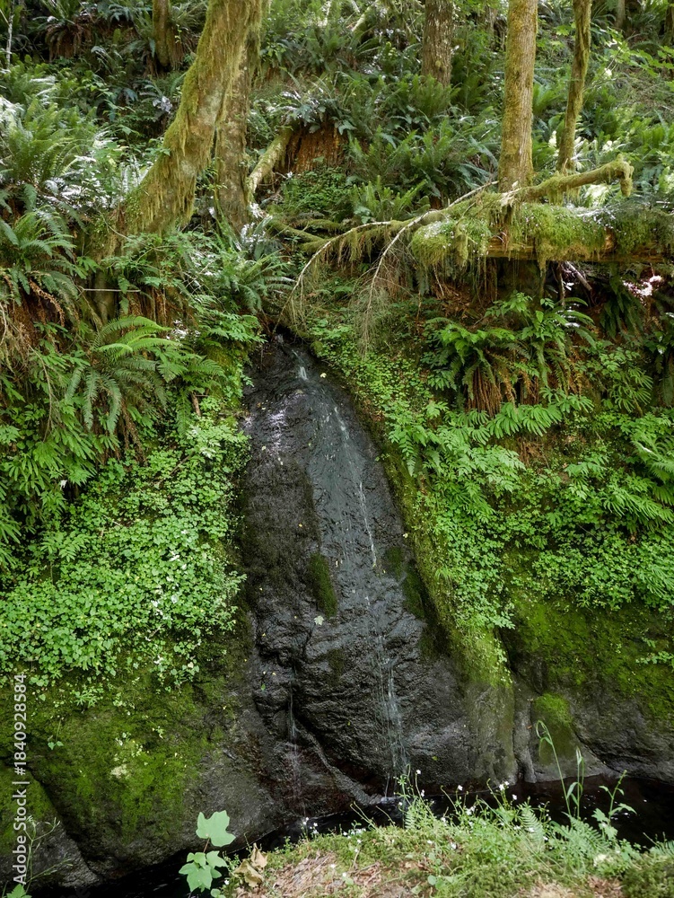 Fototapeta premium Small waterfall in Tillamook State Forest mountains in Oregon