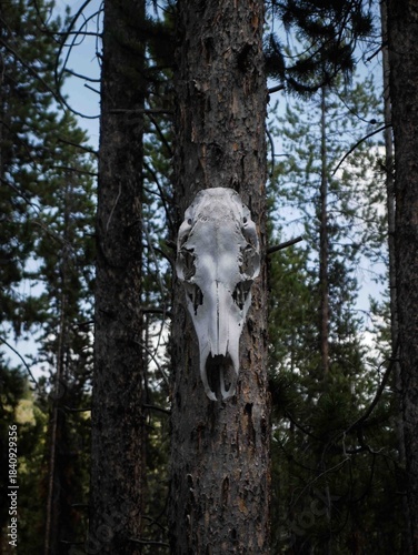 Close up of Deer skull hanging on tree trunk in Montana backcountry hunting camp