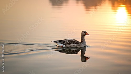 Wild goose swimming peacefully on a calm lake during sunrise