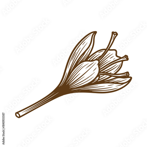 Detailed sketch of a botanical brown flower isolated on a clean white background