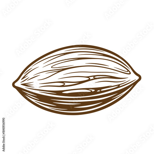 Hand drawn illustration of a stylized cocoa bean with a vintage sketch aesthetic on white background