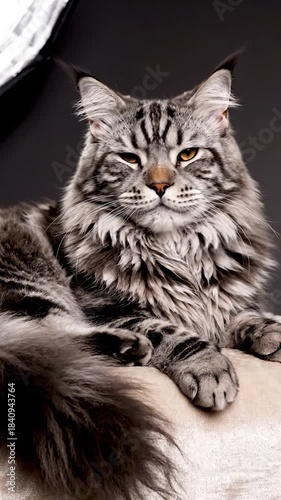 Detailed portrait of a fluffy silver tabby Maine Coon cat resting serenely