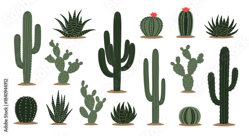Vibrant collection of cacti and succulents in different shapes and sizes showcasing tall columnar forms rounded globes and spiky silhouettes in a desert scene.