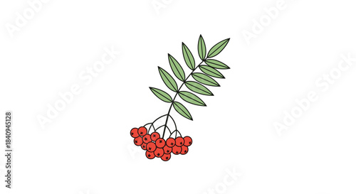 Botanical illustration of a red berry cluster with green pinnate leaves on a white background showing natural detail and structure.