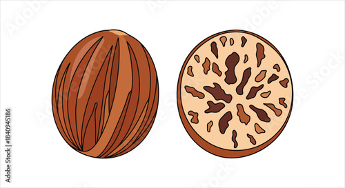 Nutmeg Whole and Halved Illustration