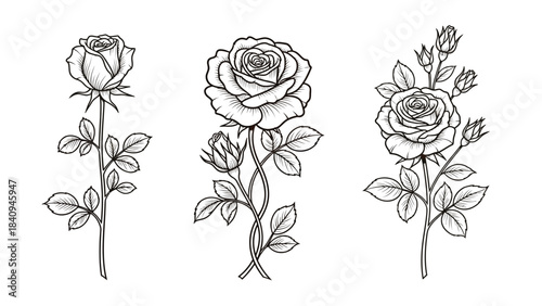 Three elegant black and white rose stem drawings for design