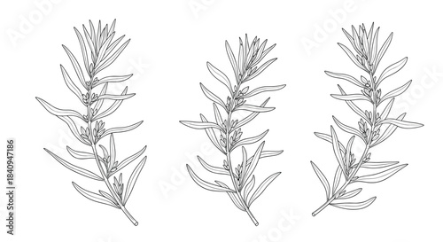Three illustrated rosemary sprigs show slender needle like leaves and woody stems arranged in a vertical display for botanical study and decorative use.