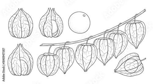 Illustration of physalis lantern fruits on a slender branch with multiple papery husks and a single round fruit among leaves and detached husk.
