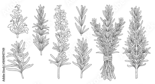 Botanical collection of lavender sprigs showing varied stems flower clusters and leaf arrangements for illustration and herb reference and study.