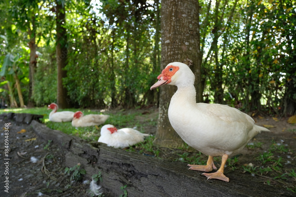 Obraz premium White Muscovy duck with red face standing on a log in a natural setting