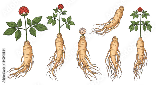 Ginseng plants shown at various growth stages reveal evolving roots and foliage with red berries illustrating traditional medicine use and plant development.