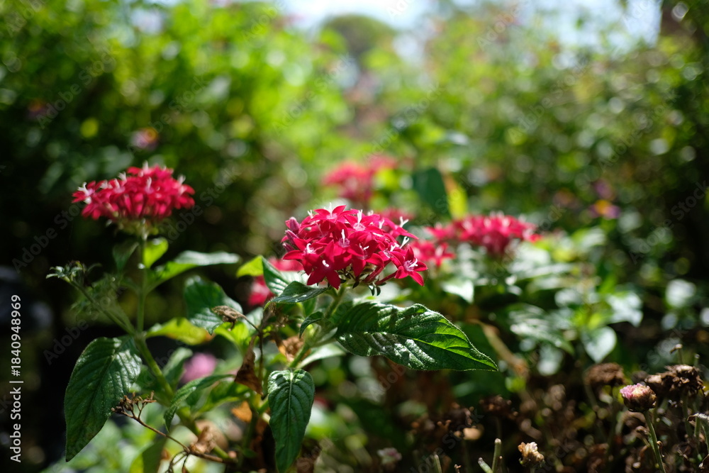 Obraz premium Vibrant red pentas flowers blooming in a lush green garden setting