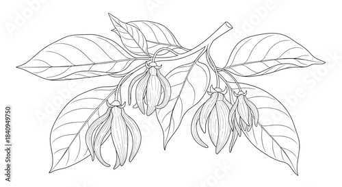 Detailed line drawing of a flowering branch with surrounding leaves and hanging fruit clusters in a botanical illustration style.
