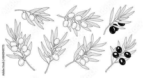 Olive branches with clustered leaves and ripening fruit depicted in a detailed botanical illustration for educational reference and artistic study.