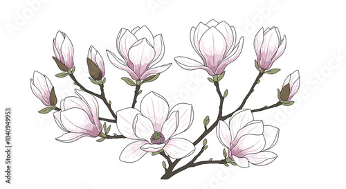 Delicate magnolia blossoms on a dark twisting branch form a graceful spring display capturing botanical beauty and nature inspired elegance for art projects.