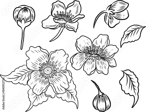 Free hand Sakura flower vector set, Beautiful line art Peach blossom isolate on white background.Cherry blossom illustration set.Element for weding card or printing on backdrop.