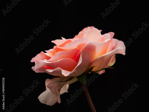  Lovely Solo Pink Rose Peeks Out Of The Shadows